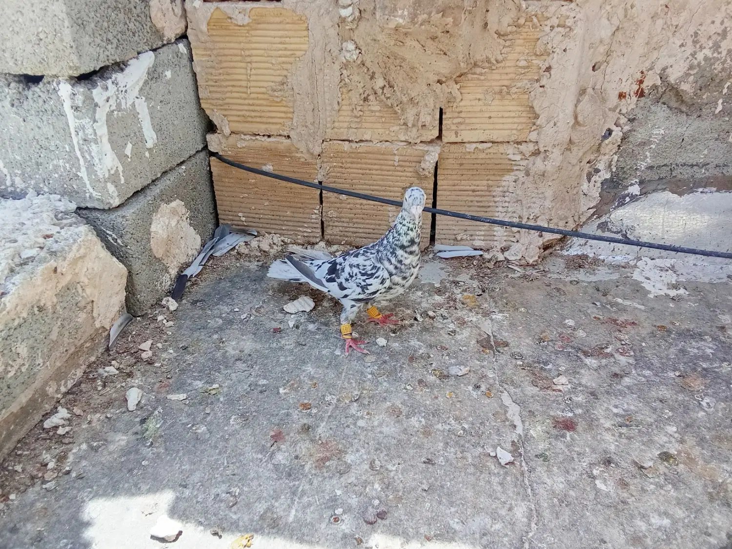 کبوتر|پرنده|خرمدشت, |دیوار