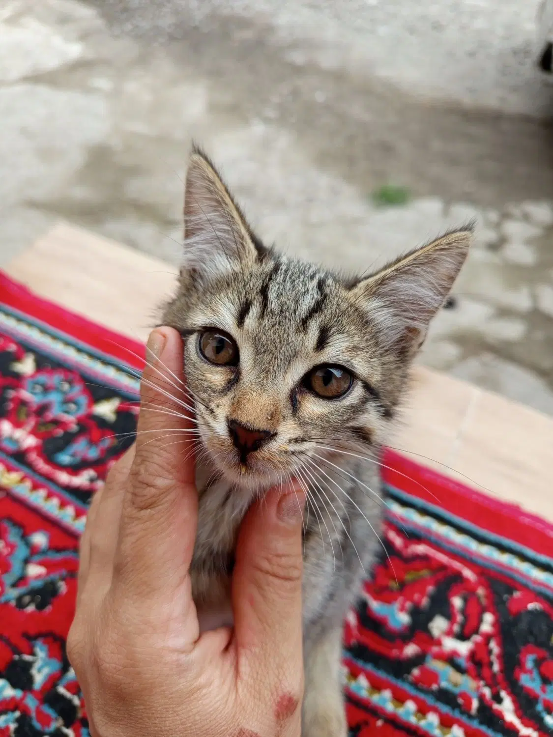 بچه گربه|گربه|سنگر, |دیوار