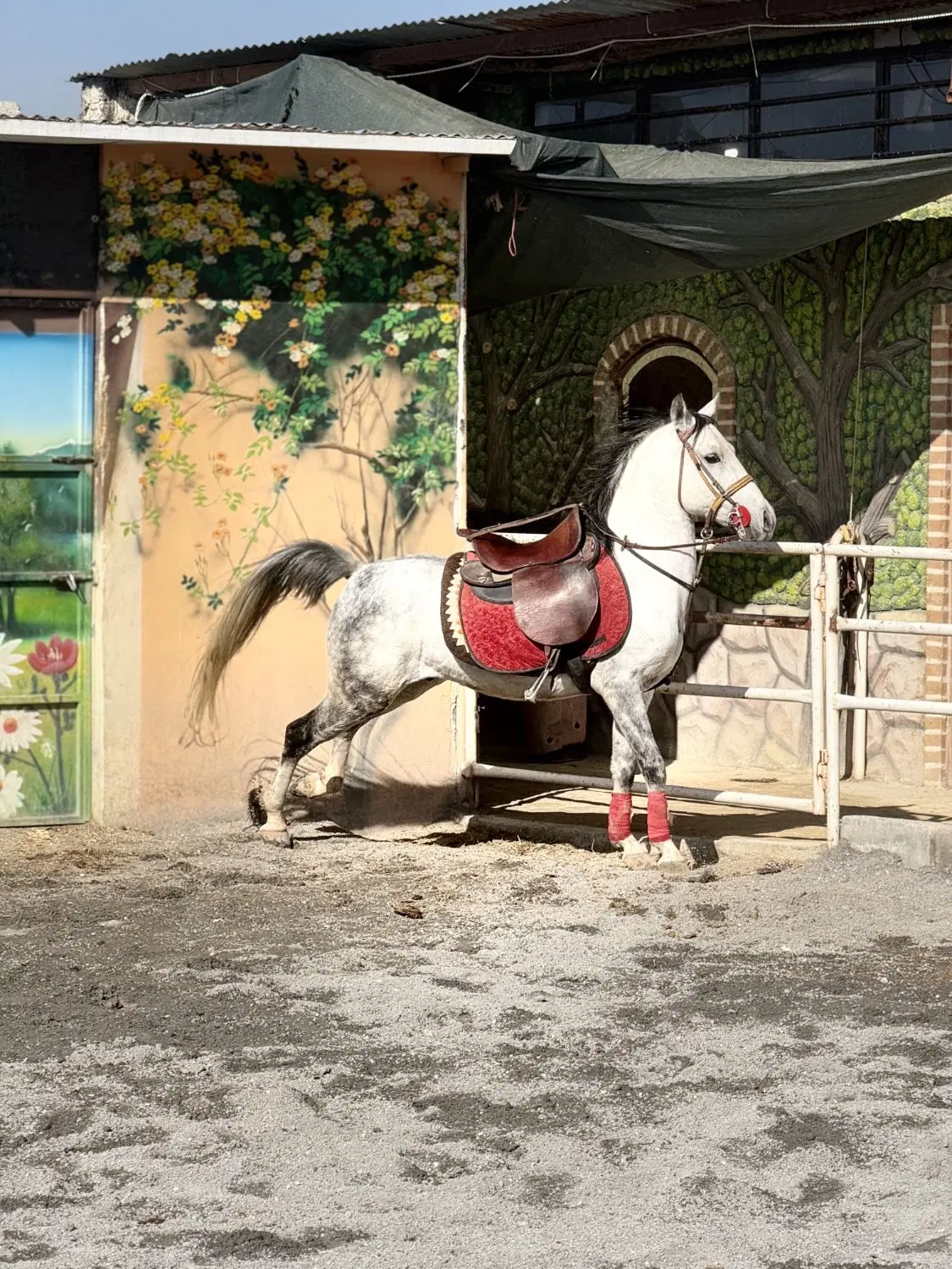 اسب|اسب و تجهیزات اسب‌سواری|لنجان, |دیوار