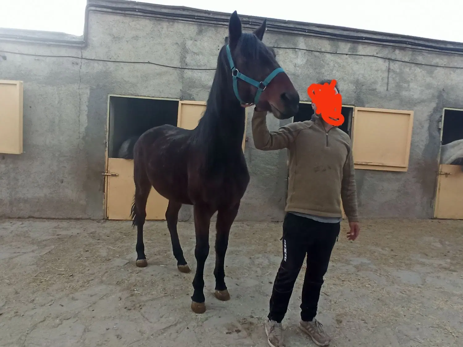 اسب|اسب و تجهیزات اسب‌سواری|سنندج, |دیوار