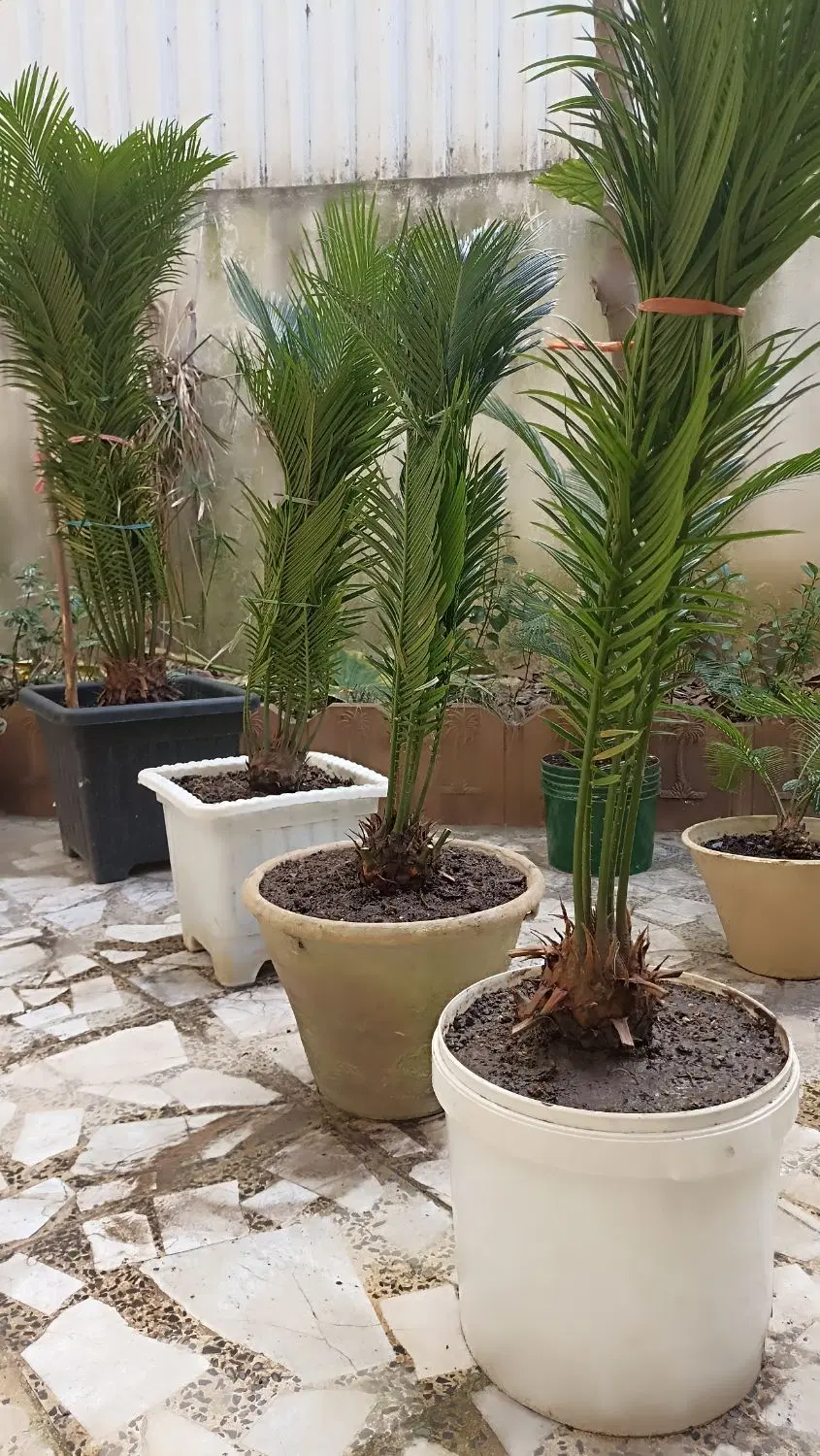سیکاس|گل و گیاه طبیعی|لاهیجان, شقایق|دیوار