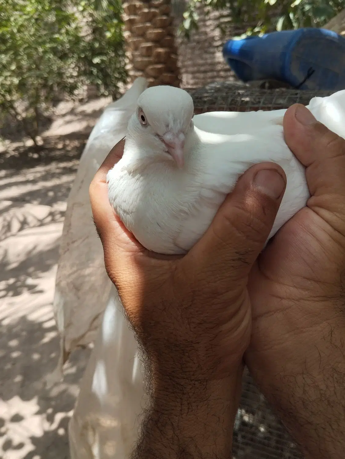 کفتر|پرنده|نرماشیر, |دیوار