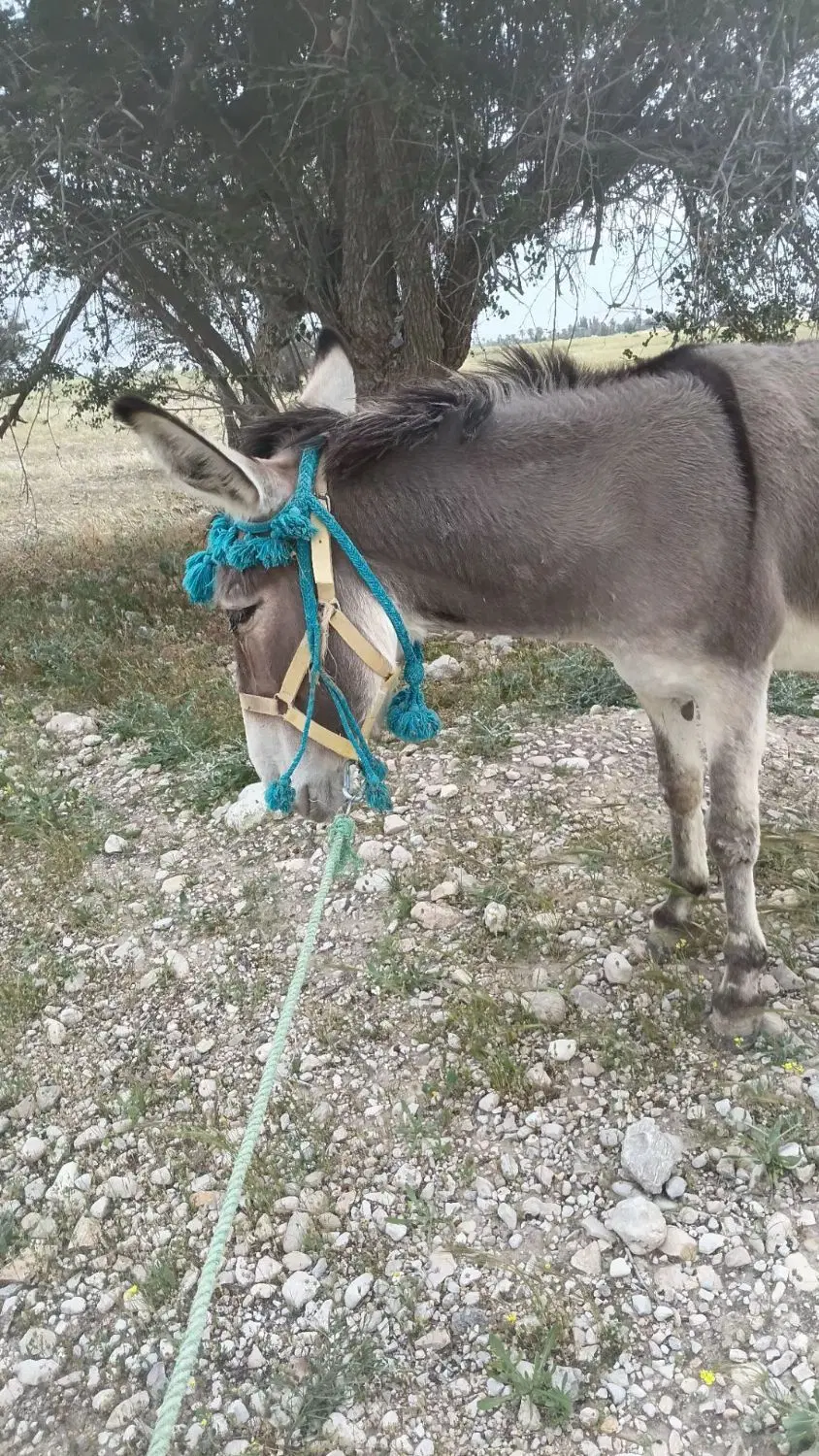الاغ|حیوانات مزرعه|جناح, |دیوار