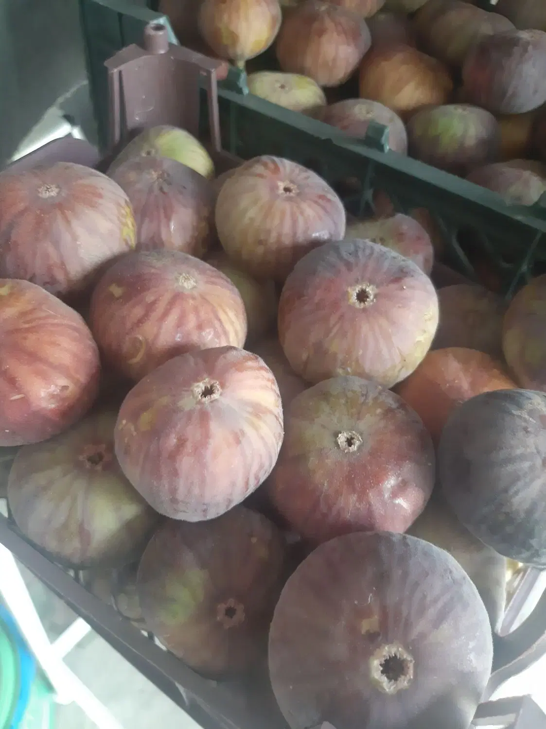 انجیر|خوردنی و آشامیدنی|صحنه, |دیوار