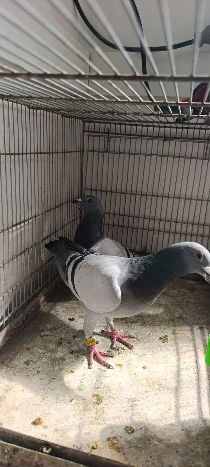 دوبر|پرنده|اردبیل, |دیوار