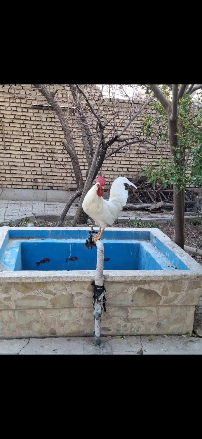 خروس|پرنده|اصفهان, جاوان|دیوار