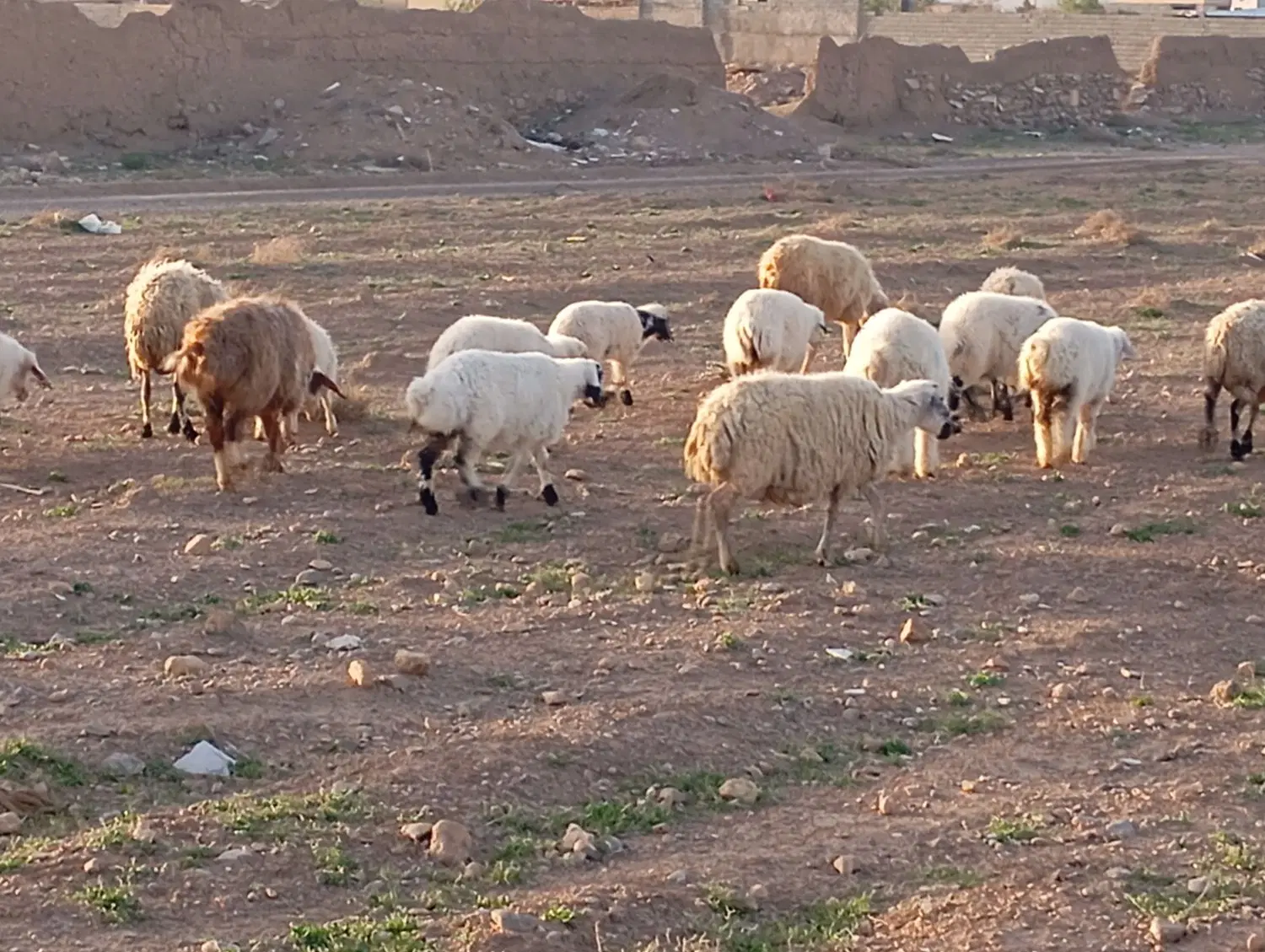 میش|حیوانات مزرعه|بهمن صغاد, |دیوار
