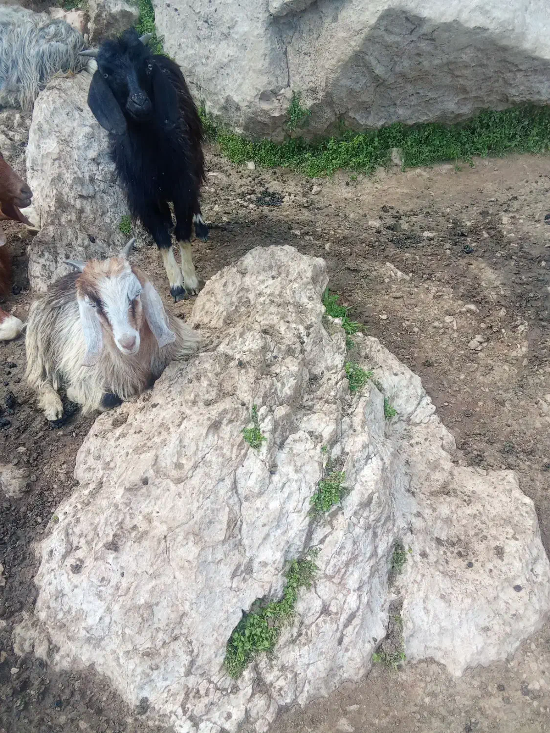 بیگ|حیوانات مزرعه|ایذه, |دیوار