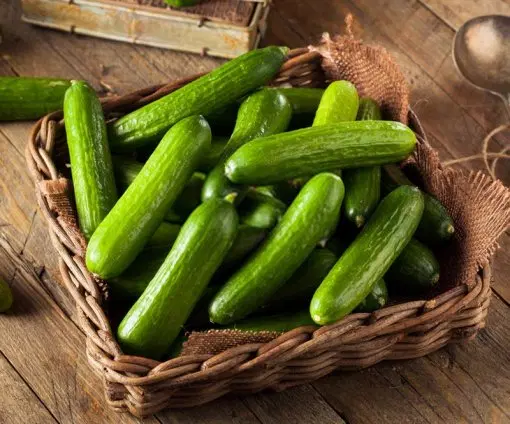 خیار|خوردنی و آشامیدنی|فولادشهر, مسکن مهر فولادشهر|دیوار