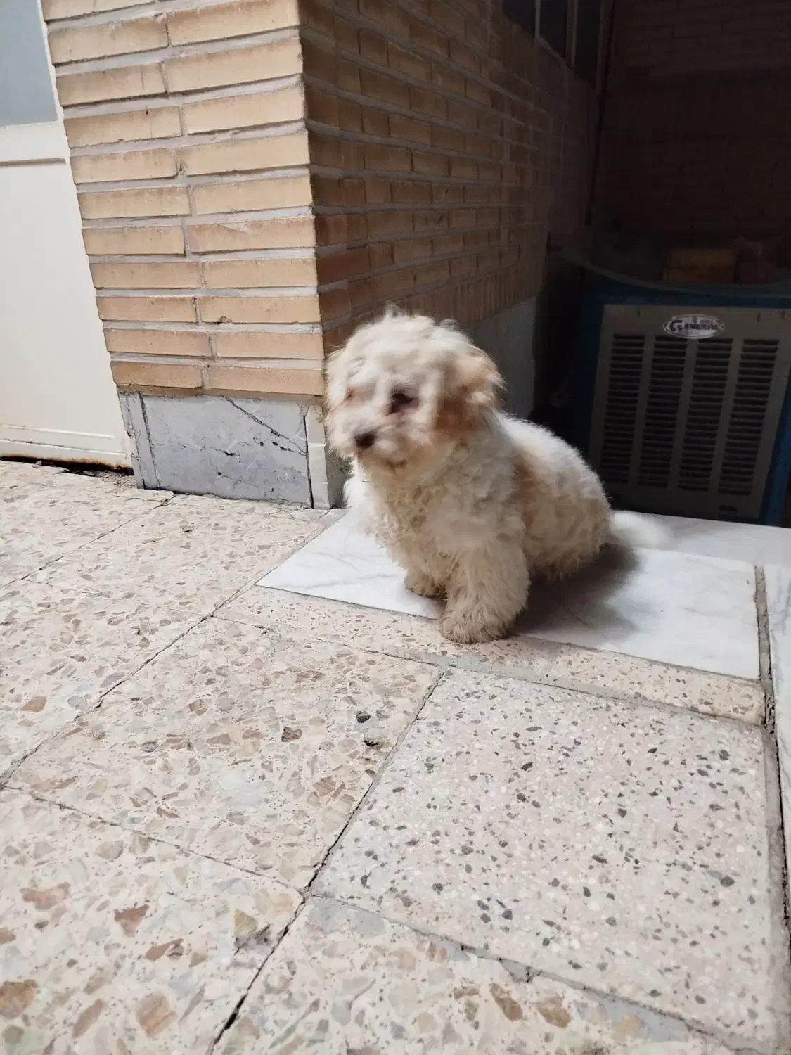 سگ شیتزو|سگ|یزد, |دیوار