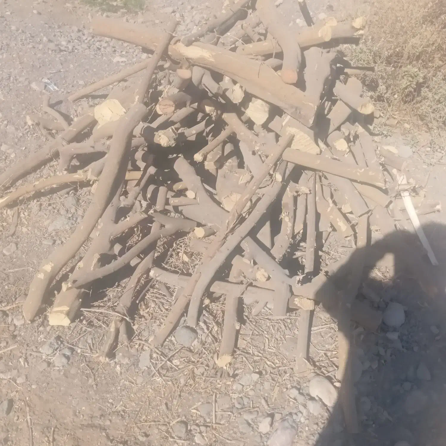 برش با خودمان|خدمات باغبانی و درختکاری|سندرک, |دیوار