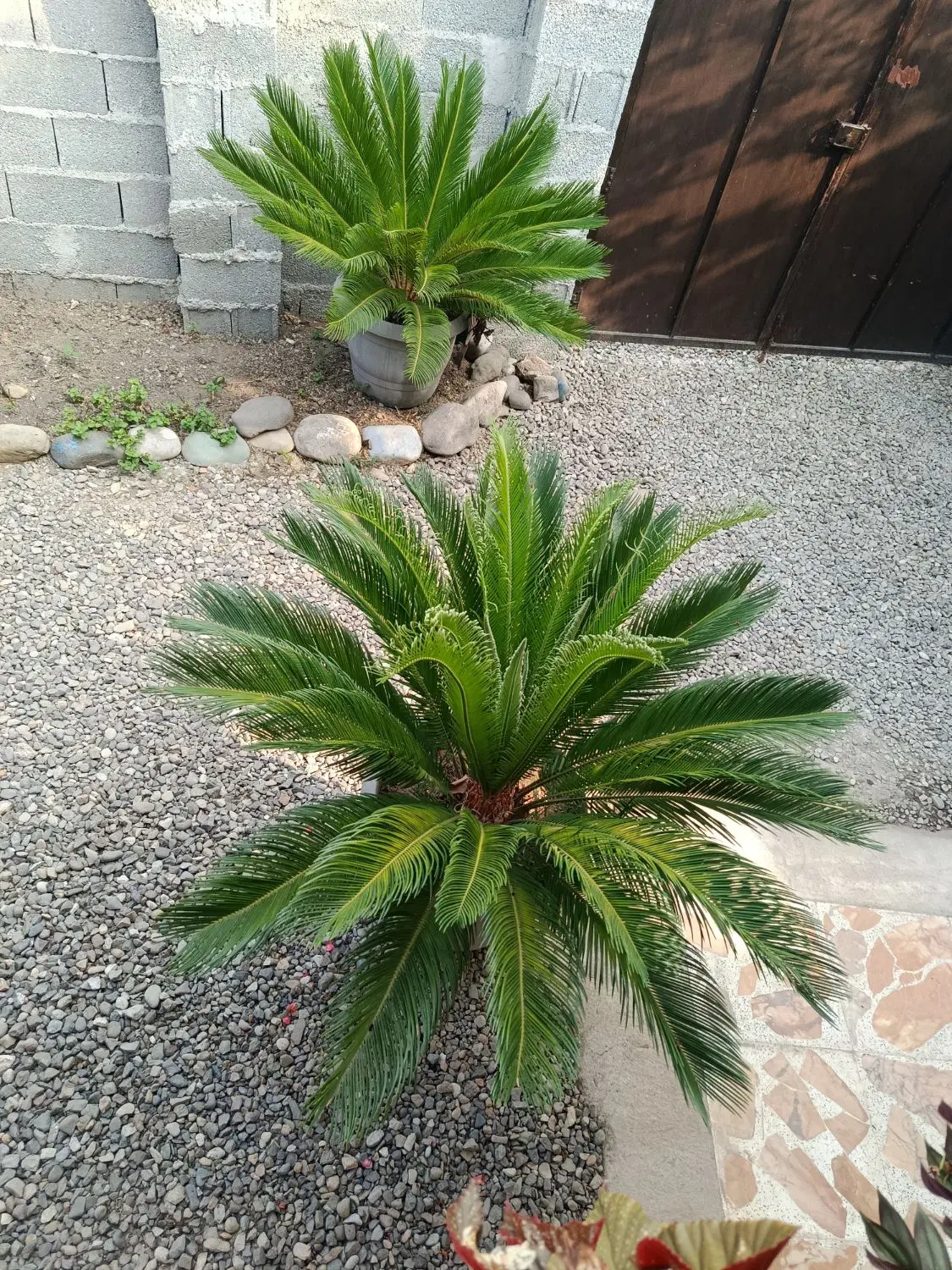 سیکاس|گل و گیاه طبیعی|رشت, حومه رشت|دیوار