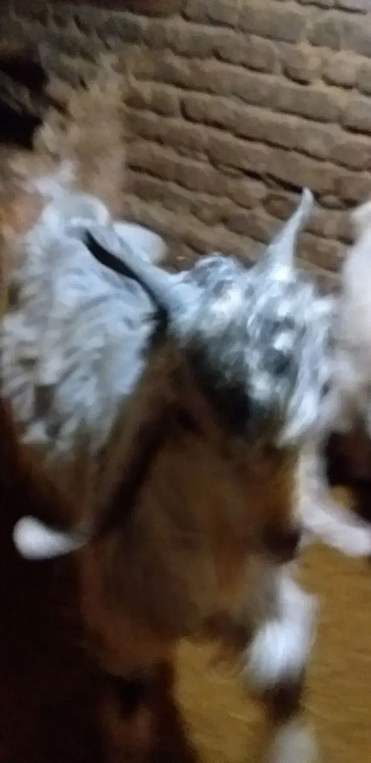 بز نر|حیوانات مزرعه|بروجرد, |دیوار