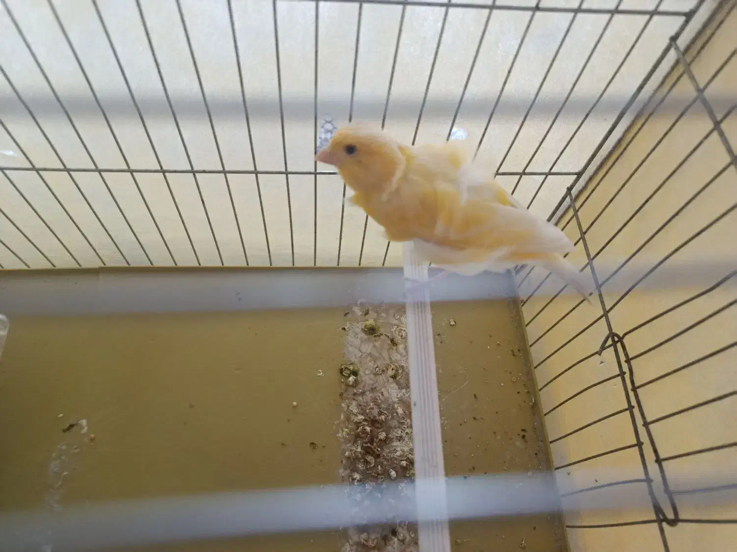 قناری نر|پرنده|همدان, |دیوار