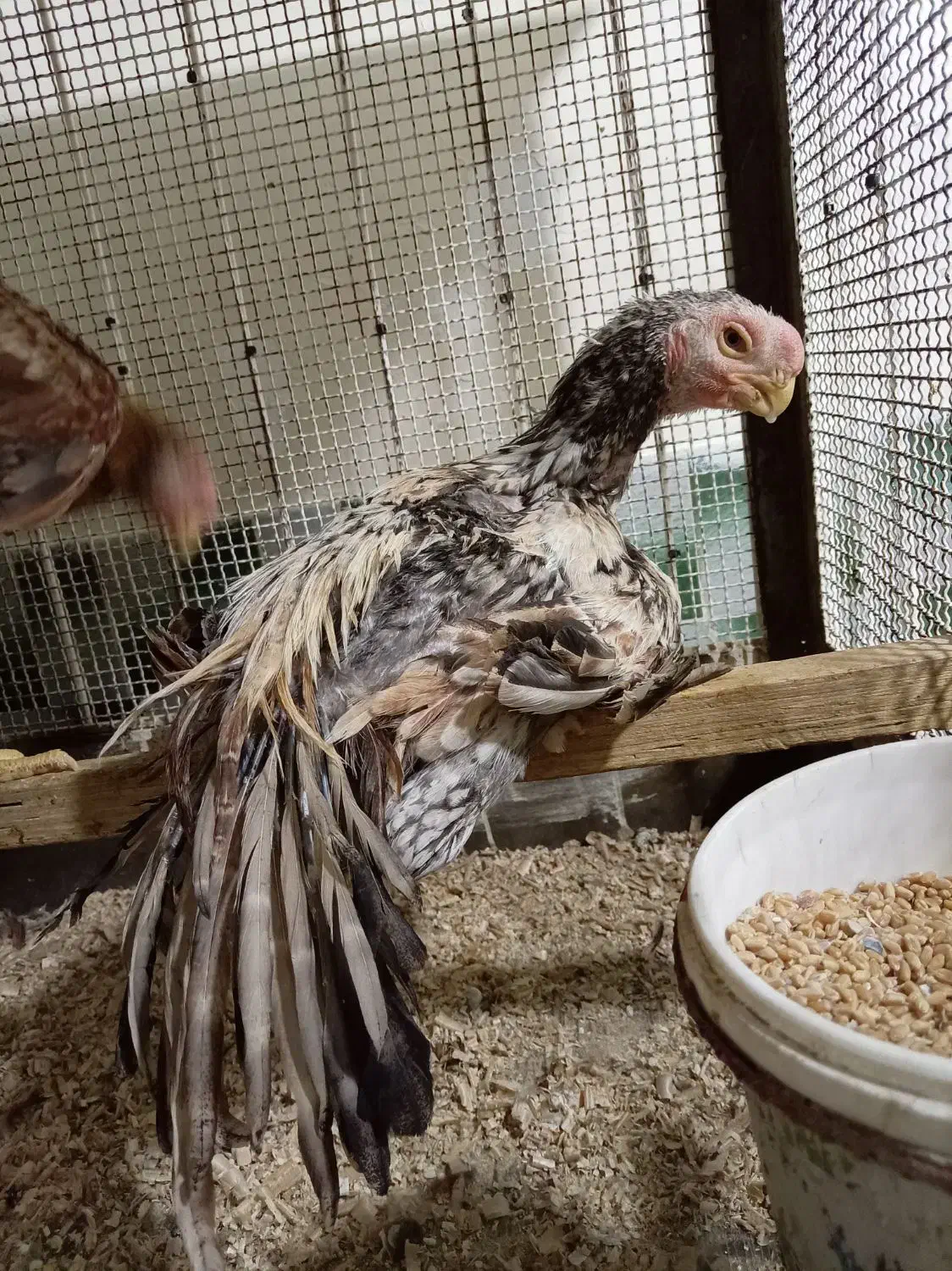 جوجه هندی|حیوانات مزرعه|رباطکریم, شهرک صنعتی نصیرآباد|دیوار