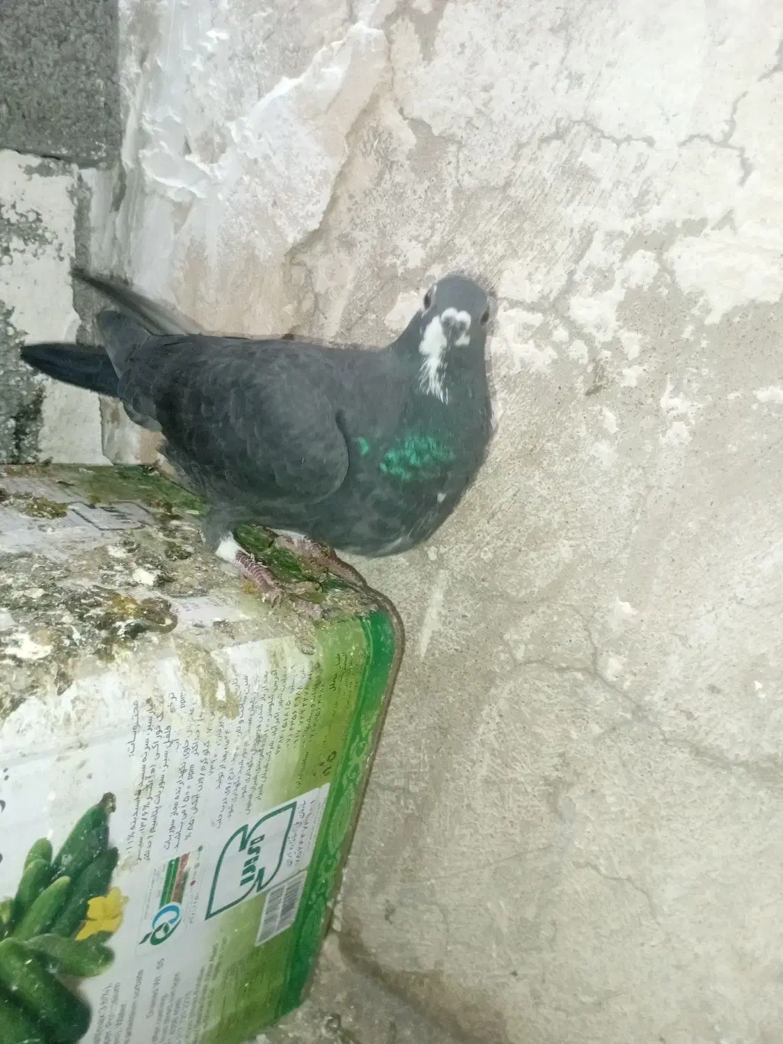 قره|پرنده|شیراز, جوادیه|دیوار