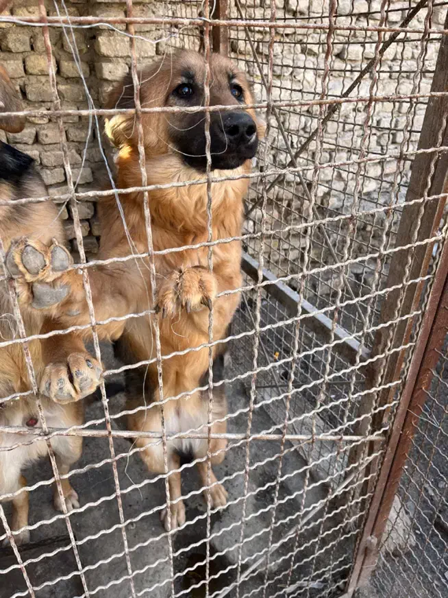 سگ ژرمن|سگ|مشهد, امیریه|دیوار