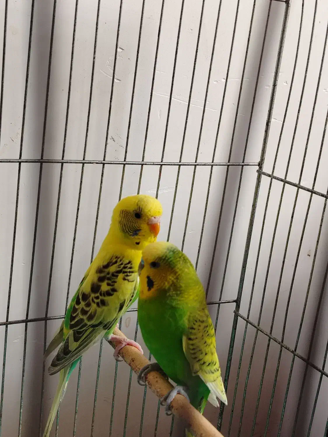 مرغ عشق|پرنده|آران و بیدگل, |دیوار