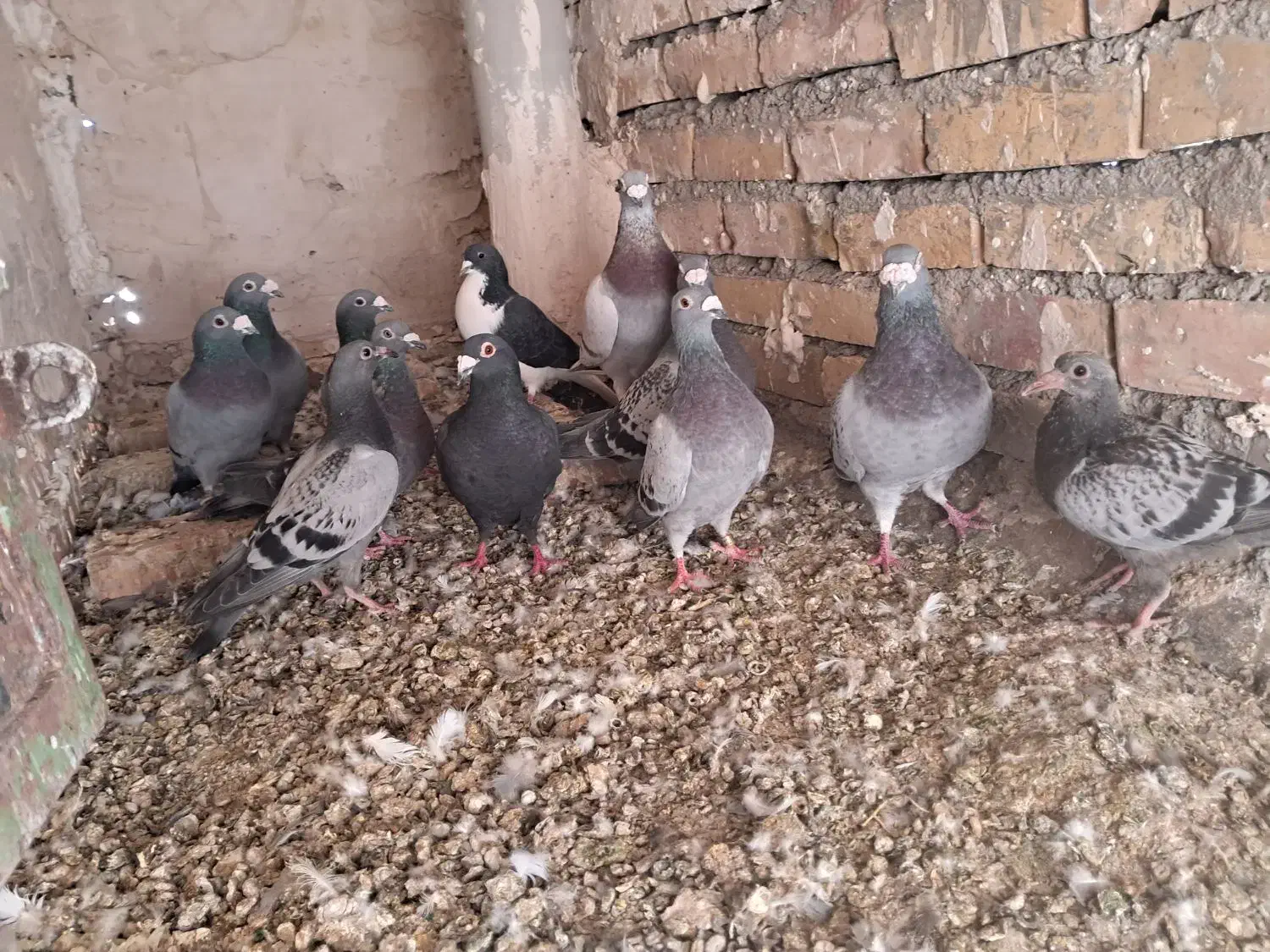 کفتر|پرنده|تربت جام, جامرود|دیوار