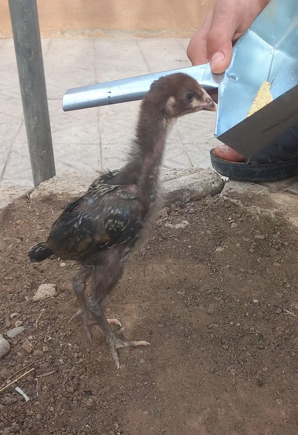 جوجه لاری گوشتی. بلدرچین تخم گذار|حیوانات مزرعه|مشهد, ابوذر|دیوار