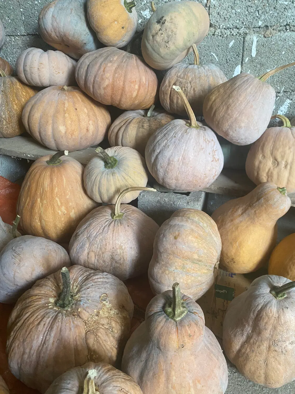 کدو|خوردنی و آشامیدنی|پره‌سر, |دیوار