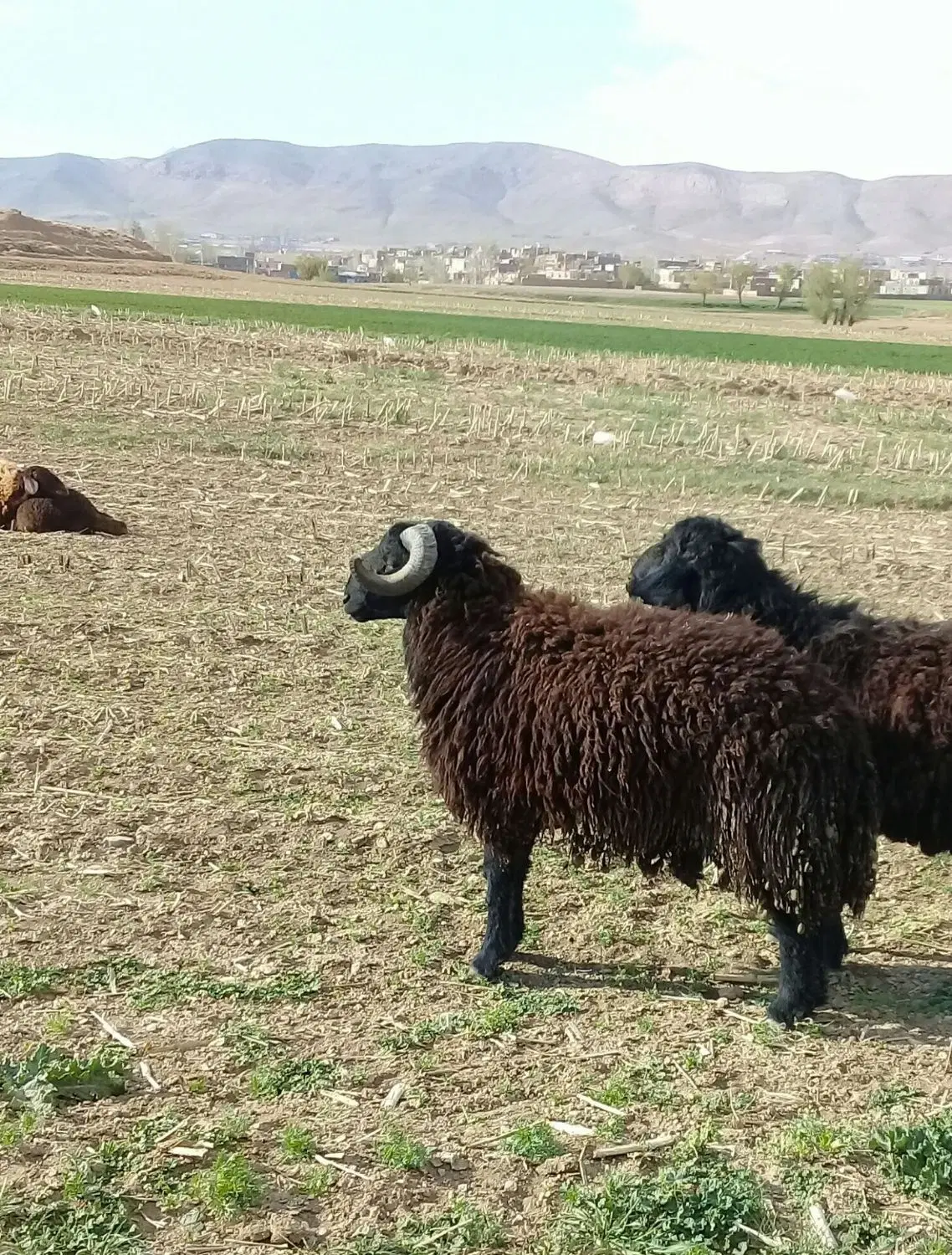 قوچ|حیوانات مزرعه|داران, |دیوار