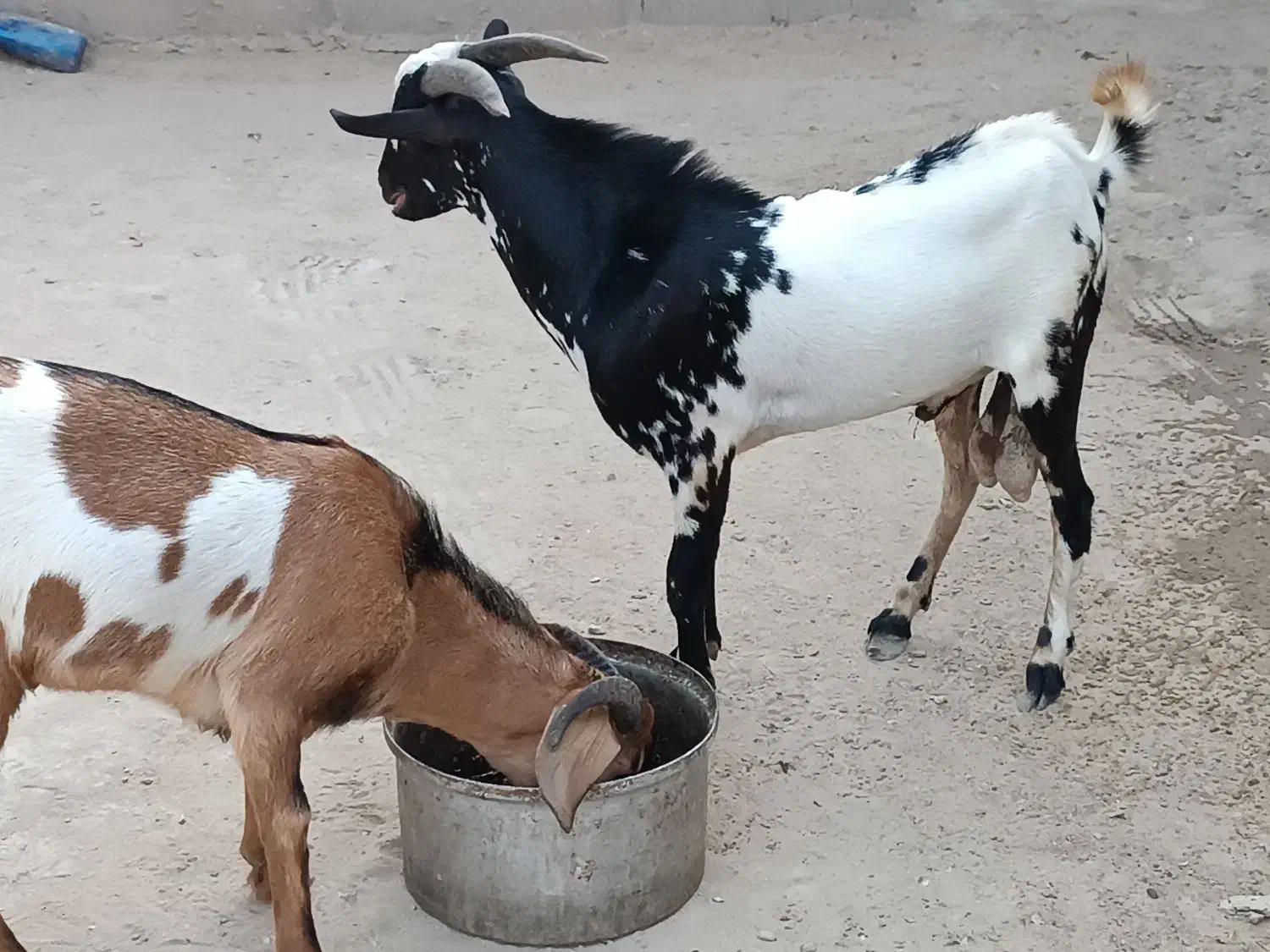 نری|حیوانات مزرعه|قشم, |دیوار