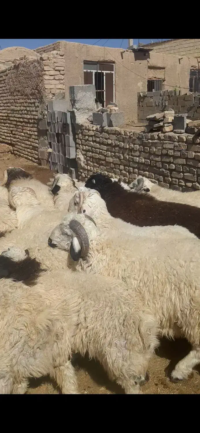 بره نر|حیوانات مزرعه|یزد, |دیوار