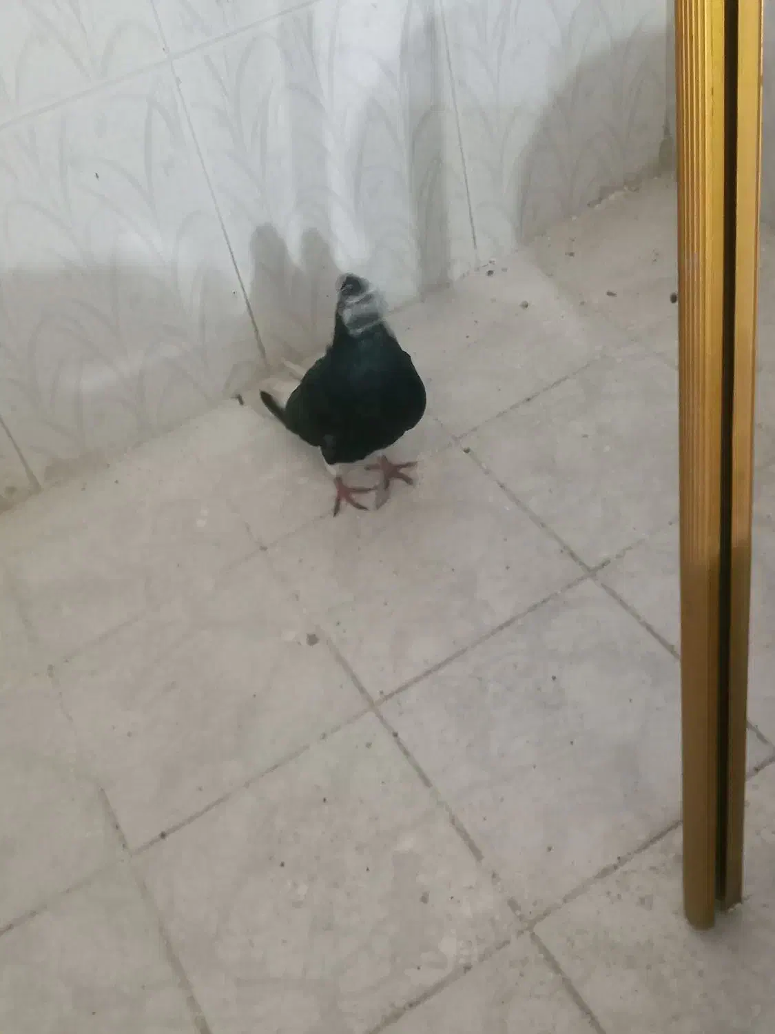 کفتر|پرنده|خرمشهر, |دیوار