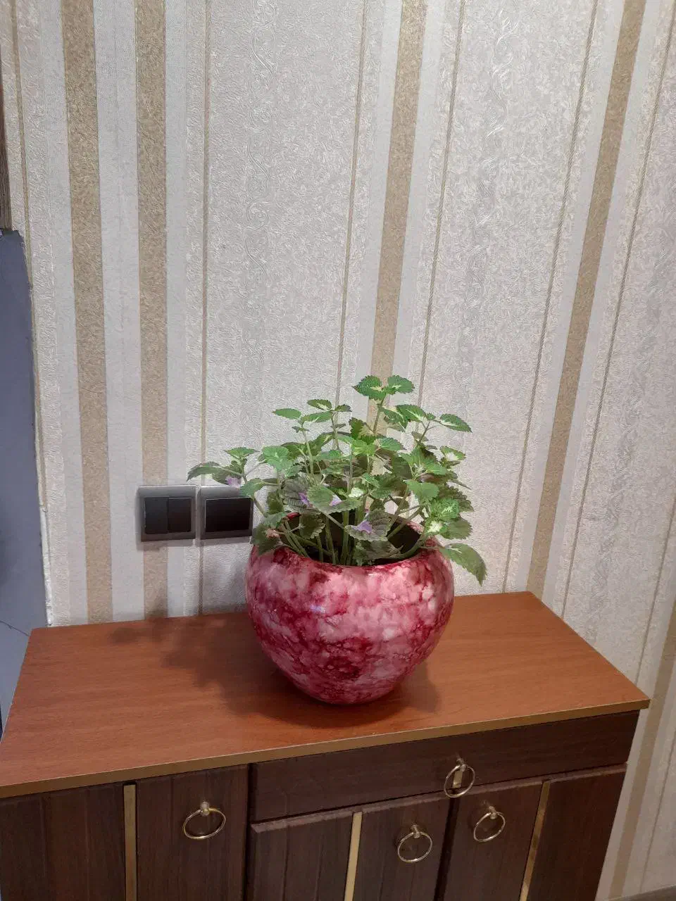 گل طبیعی|گل و گیاه طبیعی|مشهد, الهیه|دیوار