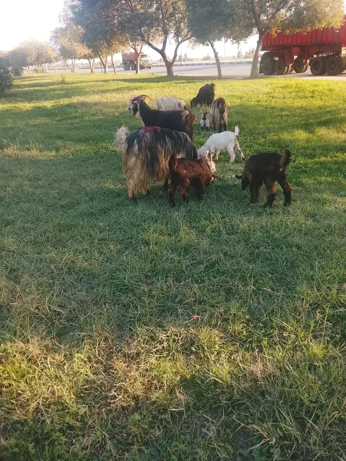 بز بیگ|حیوانات مزرعه|دزفول, |دیوار