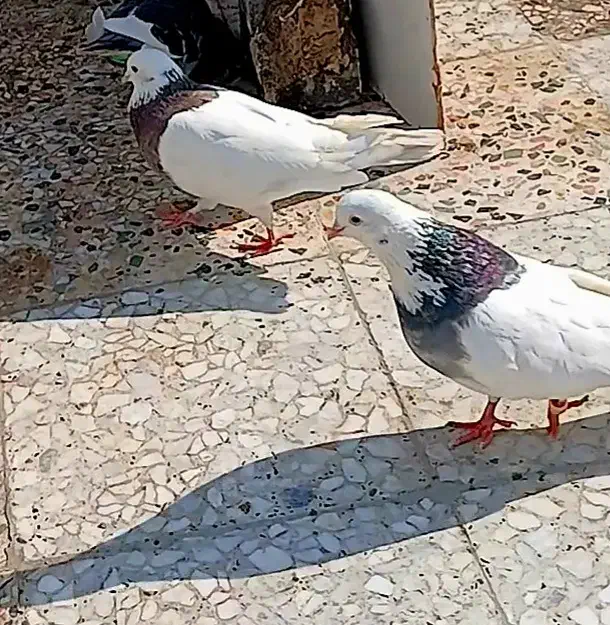 کفتر طوقی|پرنده|تهران, شادآباد|دیوار