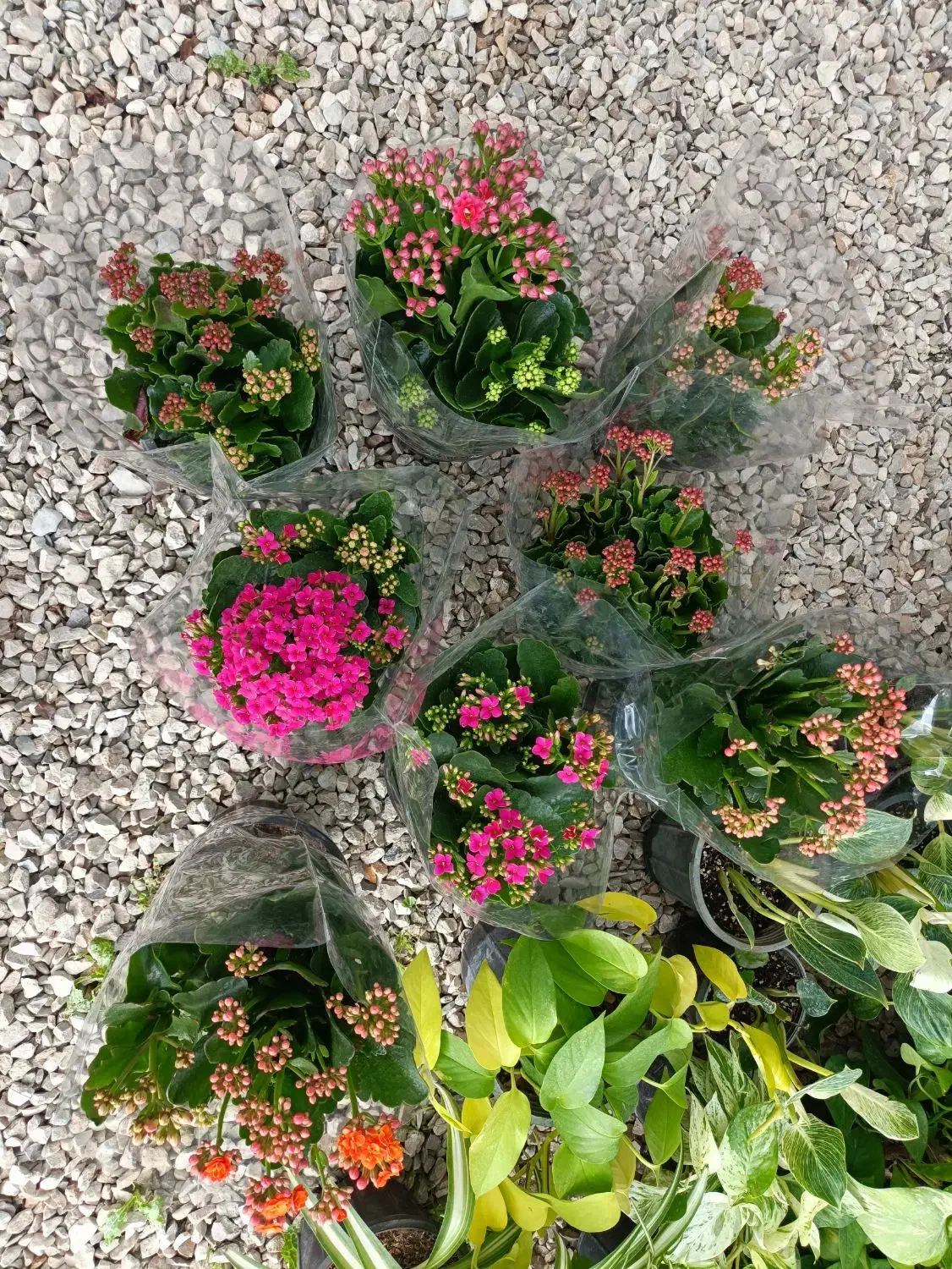 فروش انواع گل‌های آپارتمانی با بهترین کیفیت|گل و گیاه طبیعی|کازرون, |دیوار