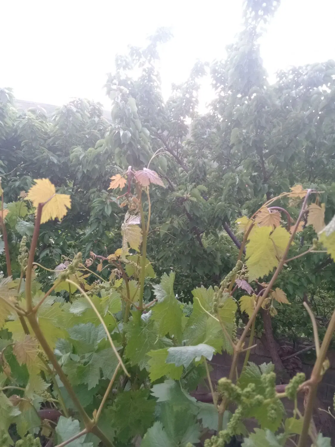 برگ مو|گل و گیاه طبیعی|بجنورد, |دیوار