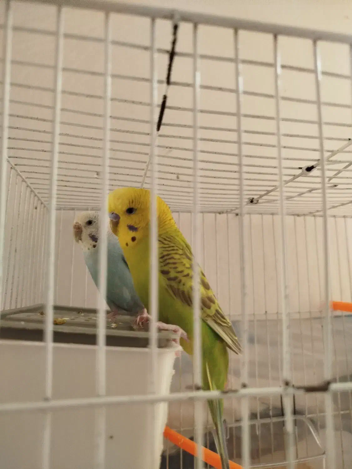 مرغ عشق|پرنده|مشهد, امیریه|دیوار