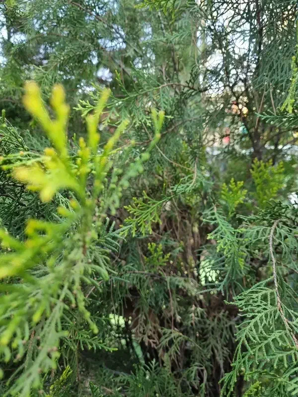 نگهبان باغ رستوران|استخدام سرایداری و نظافت|شیراز, دوکوهک|دیوار