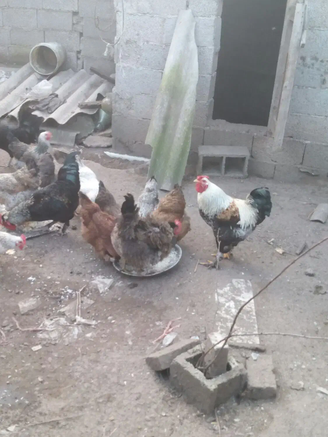 خروس محلی|حیوانات مزرعه|رشت, حومه رشت|دیوار