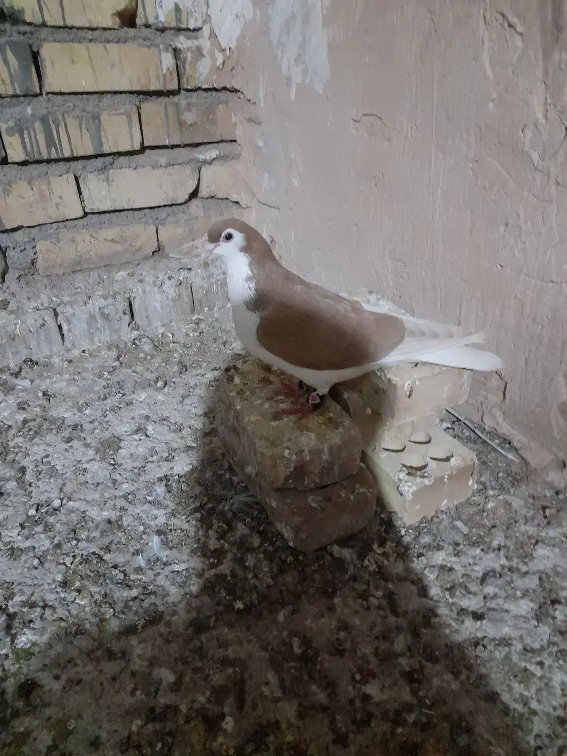 کبوتر|پرنده|اسفراین, |دیوار