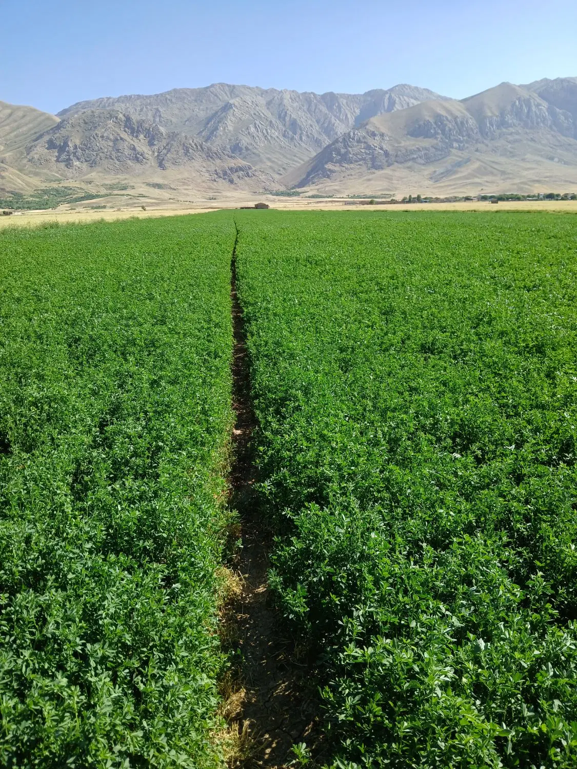 یونجه|خدمات باغبانی و درختکاری|کیار, |دیوار