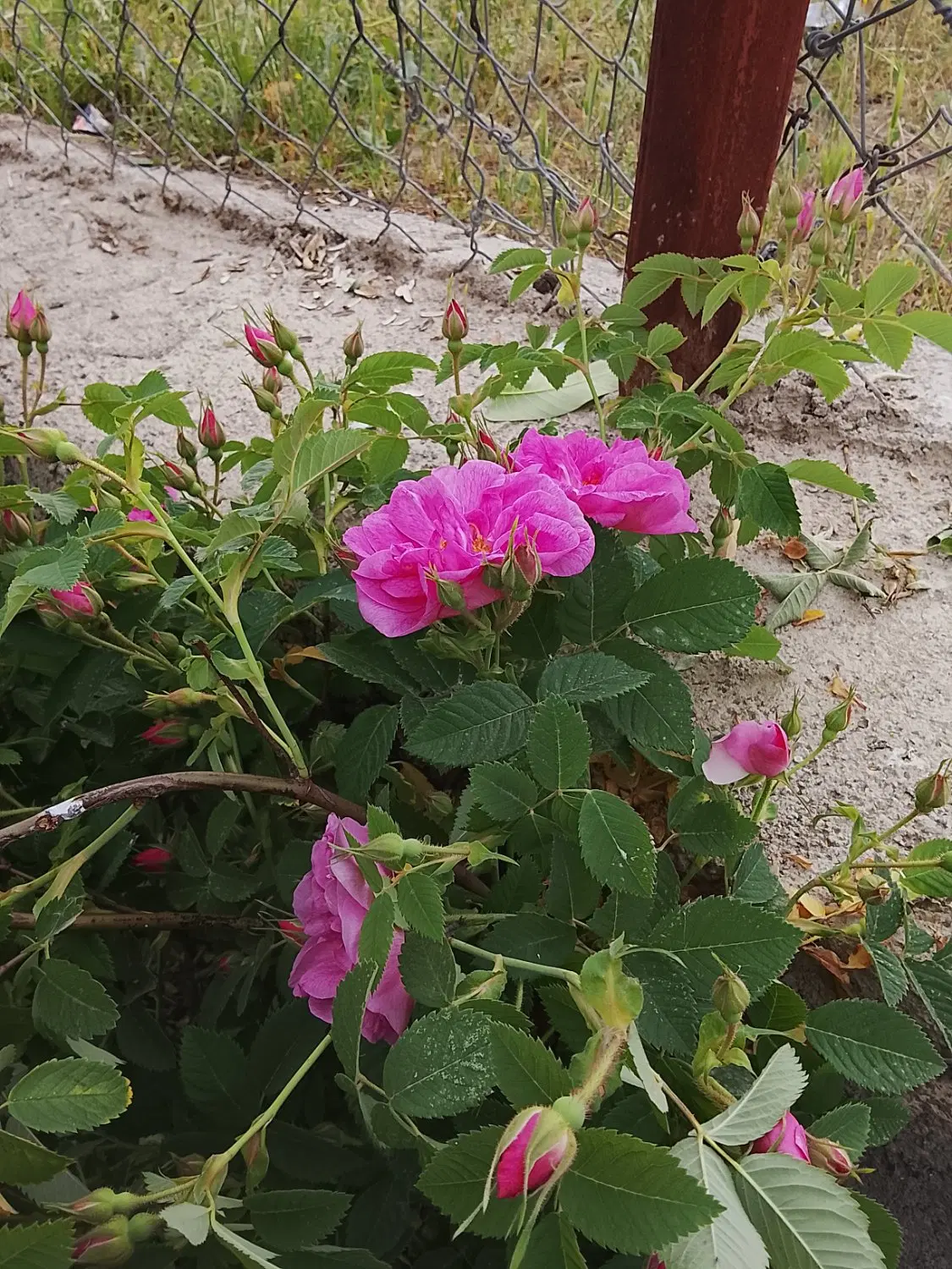 گل محمدی|گل و گیاه طبیعی|ماکو, |دیوار
