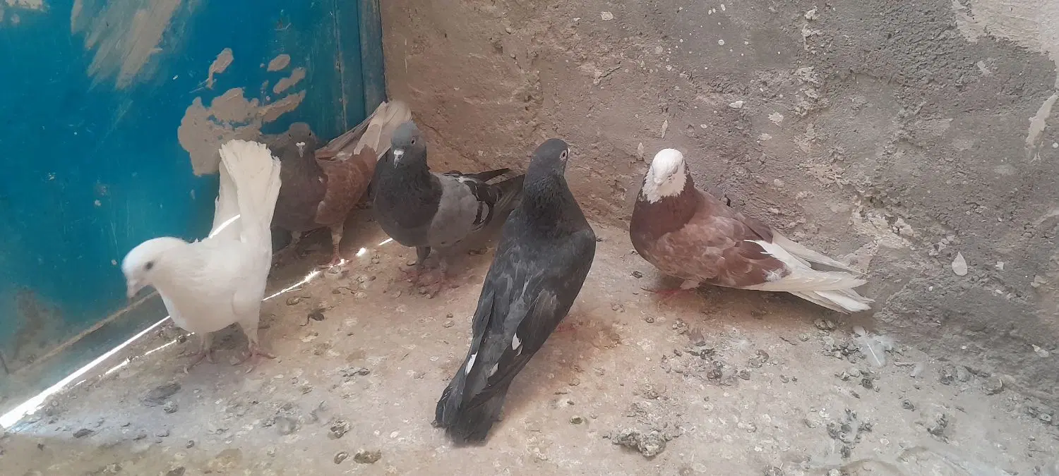 کفتر|پرنده|آشتیان, |دیوار
