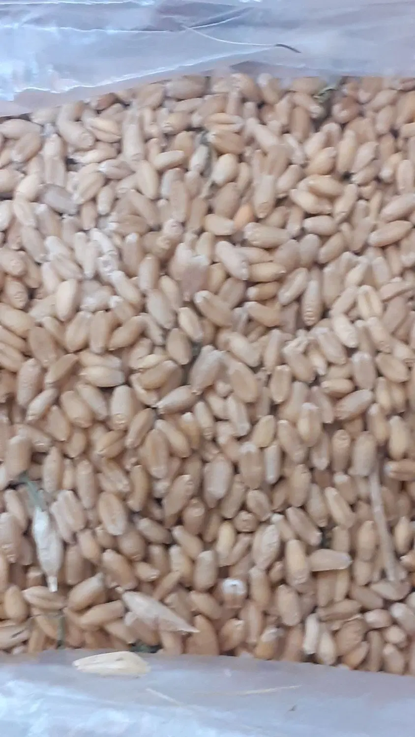 گندم|گل و گیاه طبیعی|آزادشهر, |دیوار