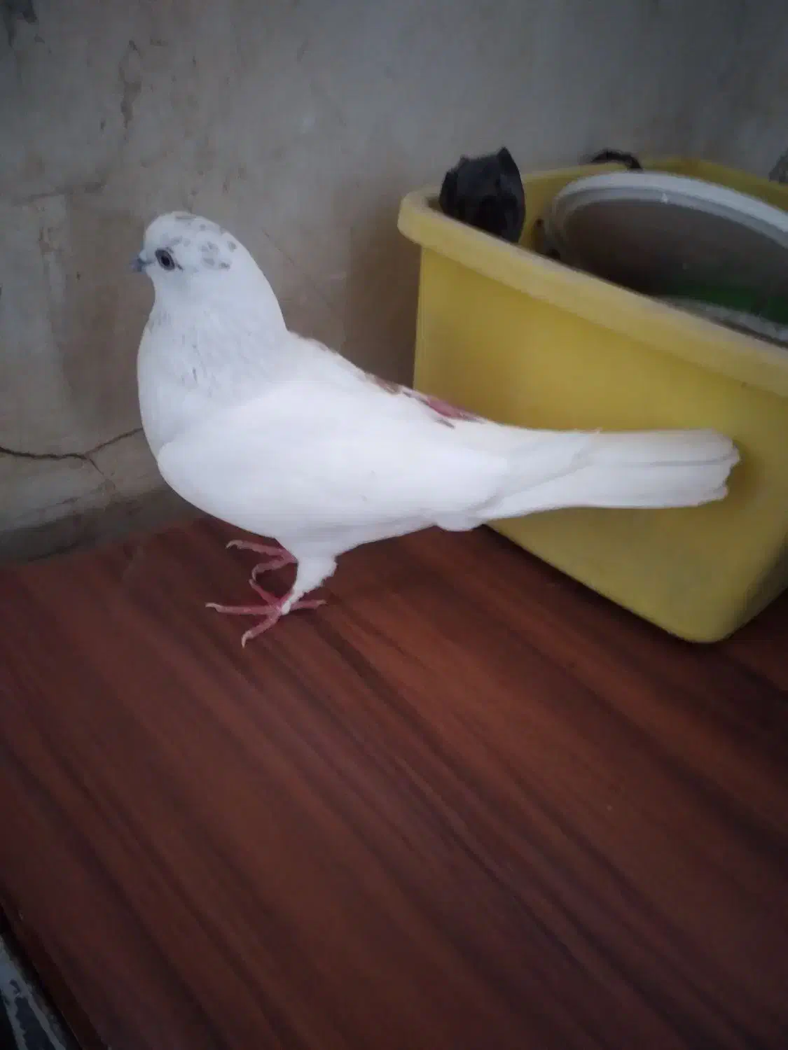 کبوتر|پرنده|مسجد سلیمان, |دیوار