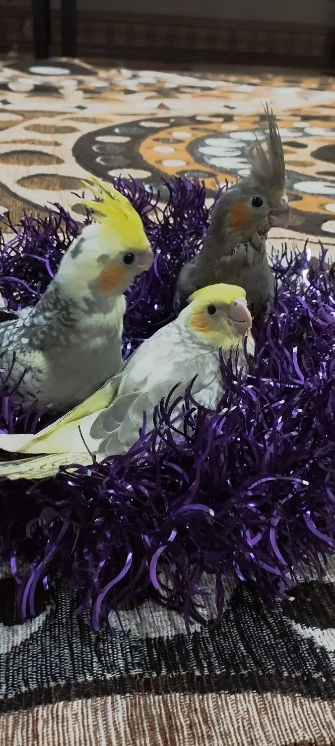 پرنده|پرنده|لاهیجان, لفمجان|دیوار