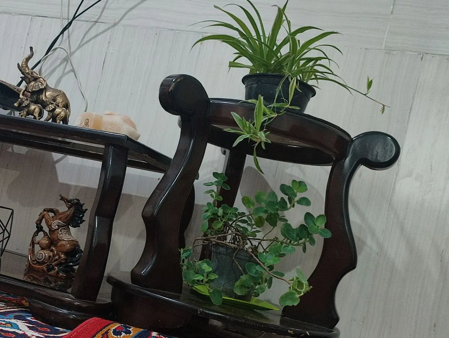 گل وگیاه|گل و گیاه طبیعی|گرگان, |دیوار
