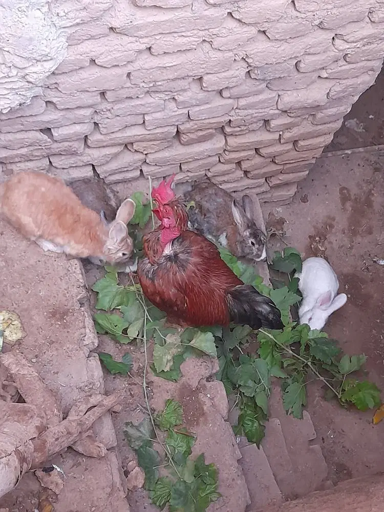 خرگوش|موش و خرگوش|تربت جام, میان جام|دیوار