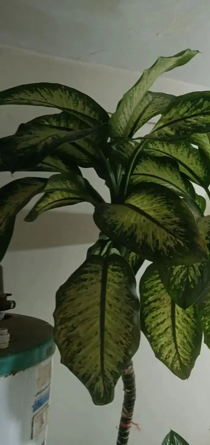 گل دیفن|گل و گیاه طبیعی|نیشابور, شهید بهشتی|دیوار