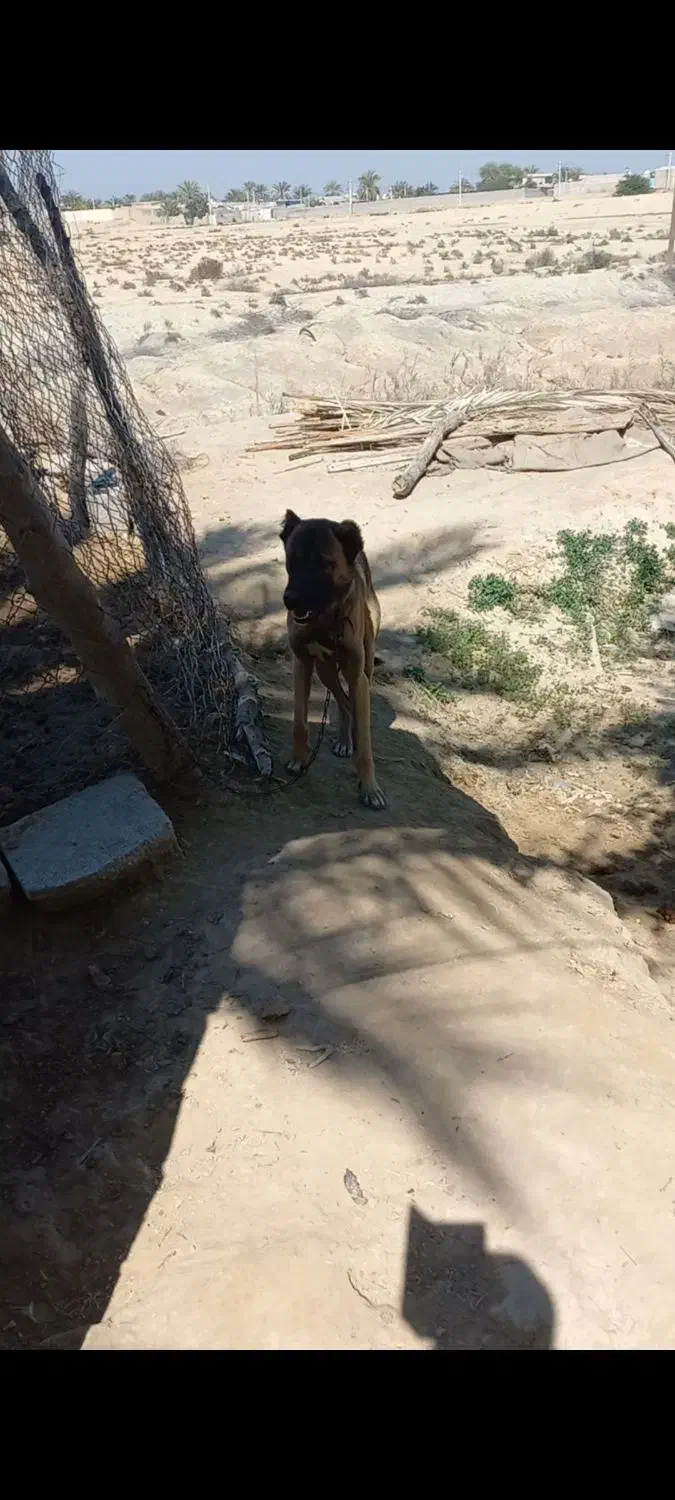 سگ شکاری|سگ|سعدآباد, |دیوار