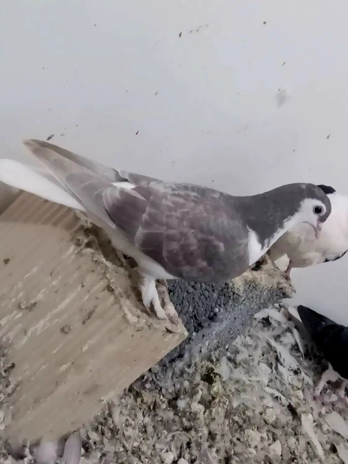 ۱۰۰۰۰۰۰|پرنده|مشهد, امیریه|دیوار