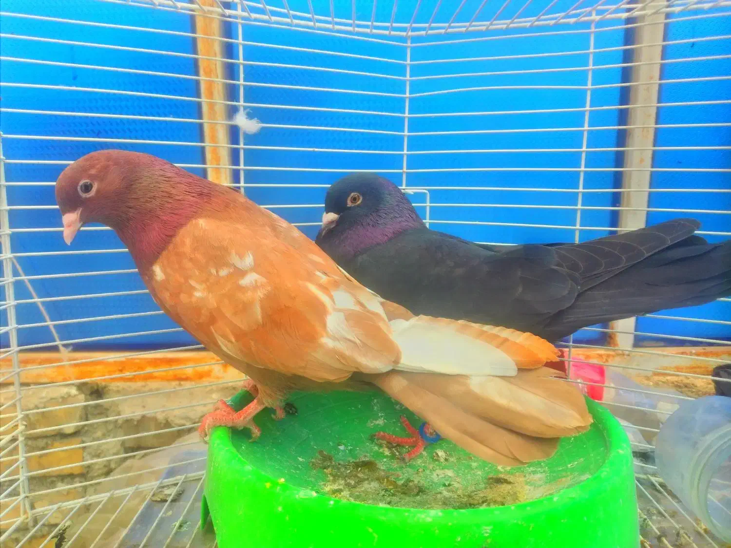 حمیدیه|پرنده|حمیدیه, |دیوار